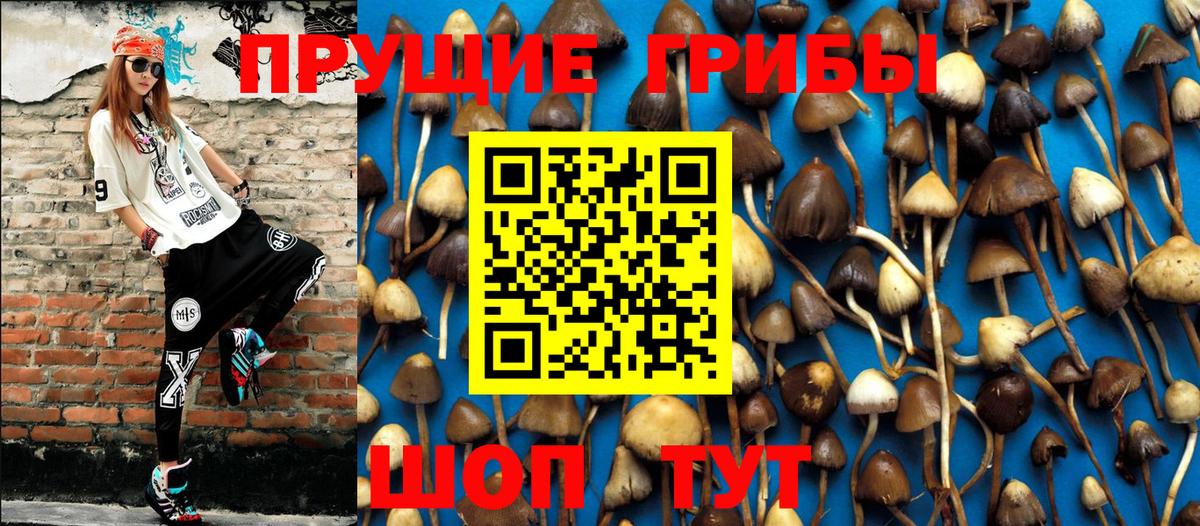 Псилоцибиновые грибы Psilocybe  Вход с VPN  Дальнегорск 